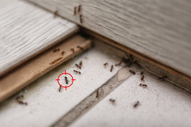 Best Pest Prevention Services  in Heber Overgaard, AZ