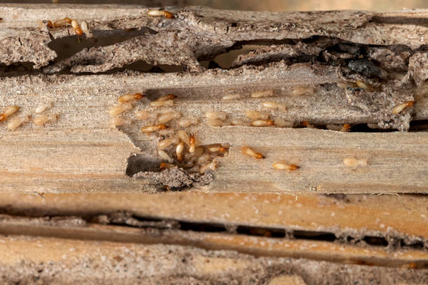 Trusted Heber Overgaard, AZ Pest Control Experts