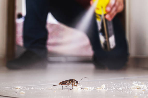 Best Exterminator Services  in Heber Overgaard, AZ