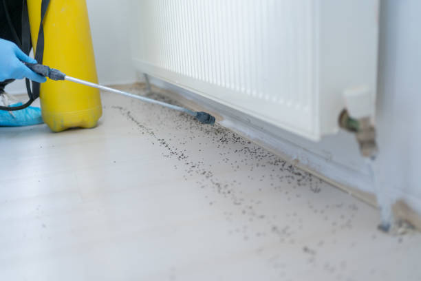 Best Bed Bug Extermination  in Heber Overgaard, AZ