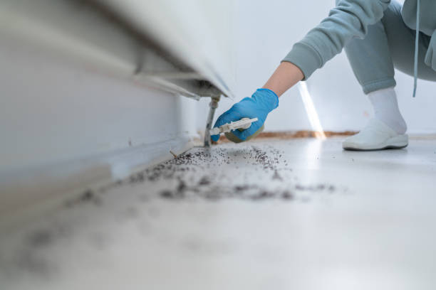 Best Residential Pest Control  in Heber Overgaard, AZ